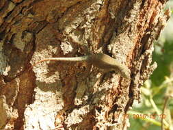 Sceloporus gadoviae Boulenger 1905 resmi