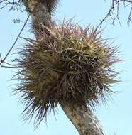 Image of Tillandsia sphaerocephala Baker