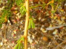 Image of Aspalathus arida subsp. procumbens (E. Mey.) R. Dahlgren