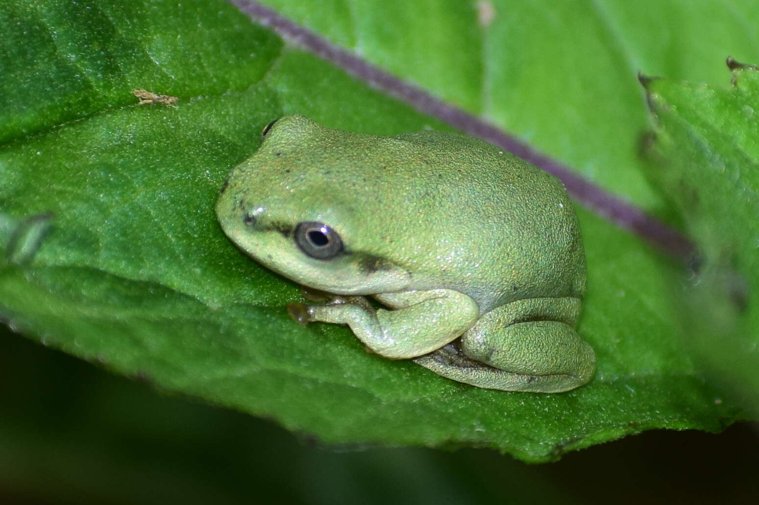 Image of Hyla annectans (Jerdon 1870)