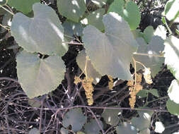 Image of California wild grape