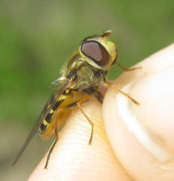 Image of Syrphus vitripennis Meigen 1822