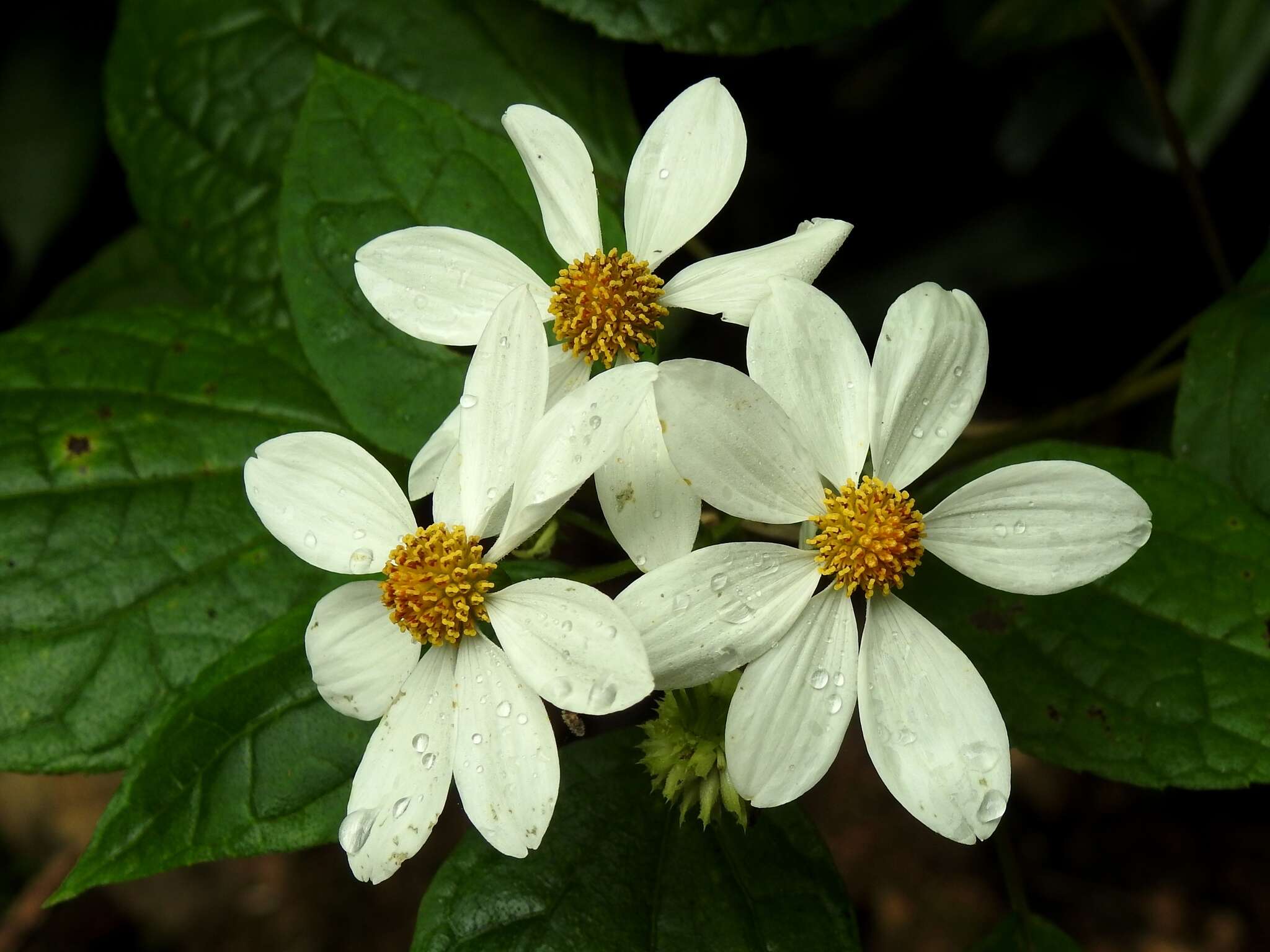 Image of Montanoa atriplicifolia (Pers.) Sch. Bip.