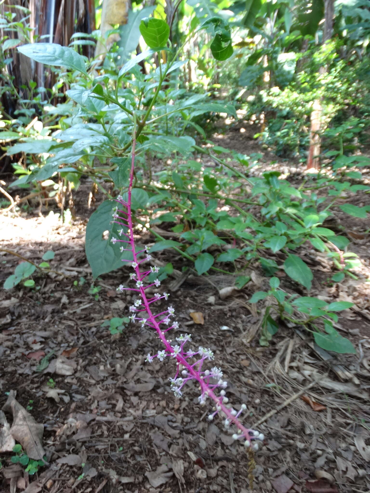 Image of Venezuelan pokeweed