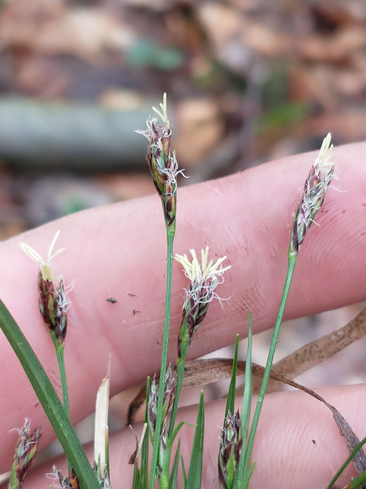 Image of black edge sedge