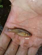 Image of Leopard splitfin