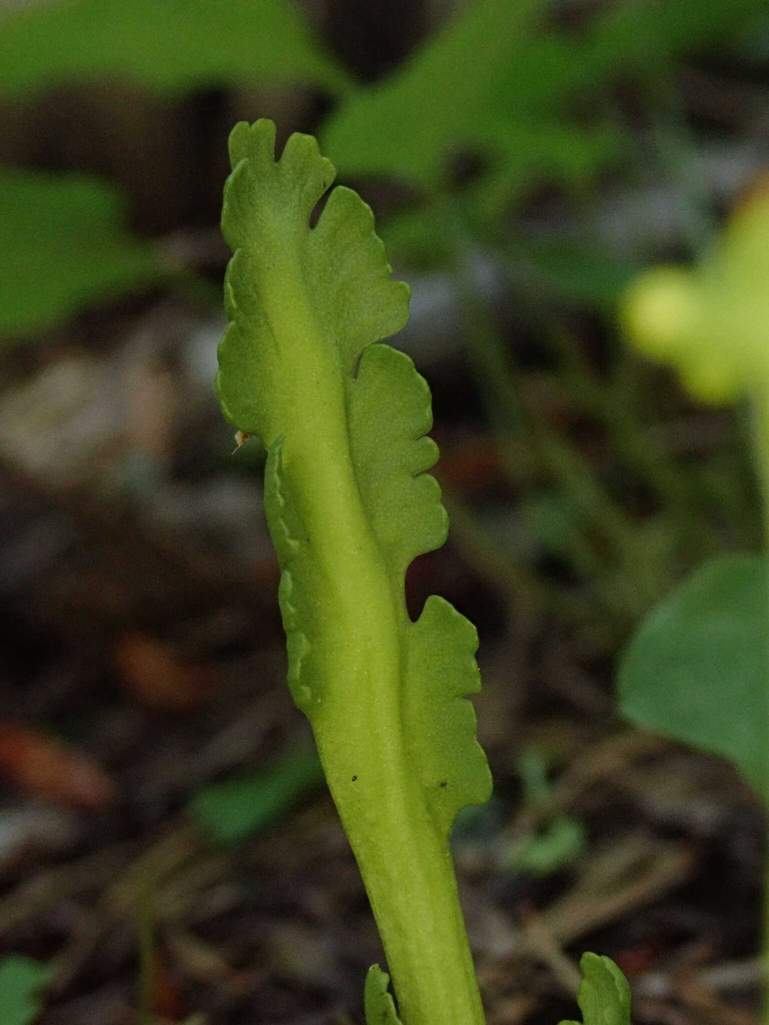 Imagem de Botrychium montanum Wagner