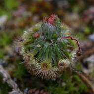 Image of Drosera citrina Lowrie & Carlquist