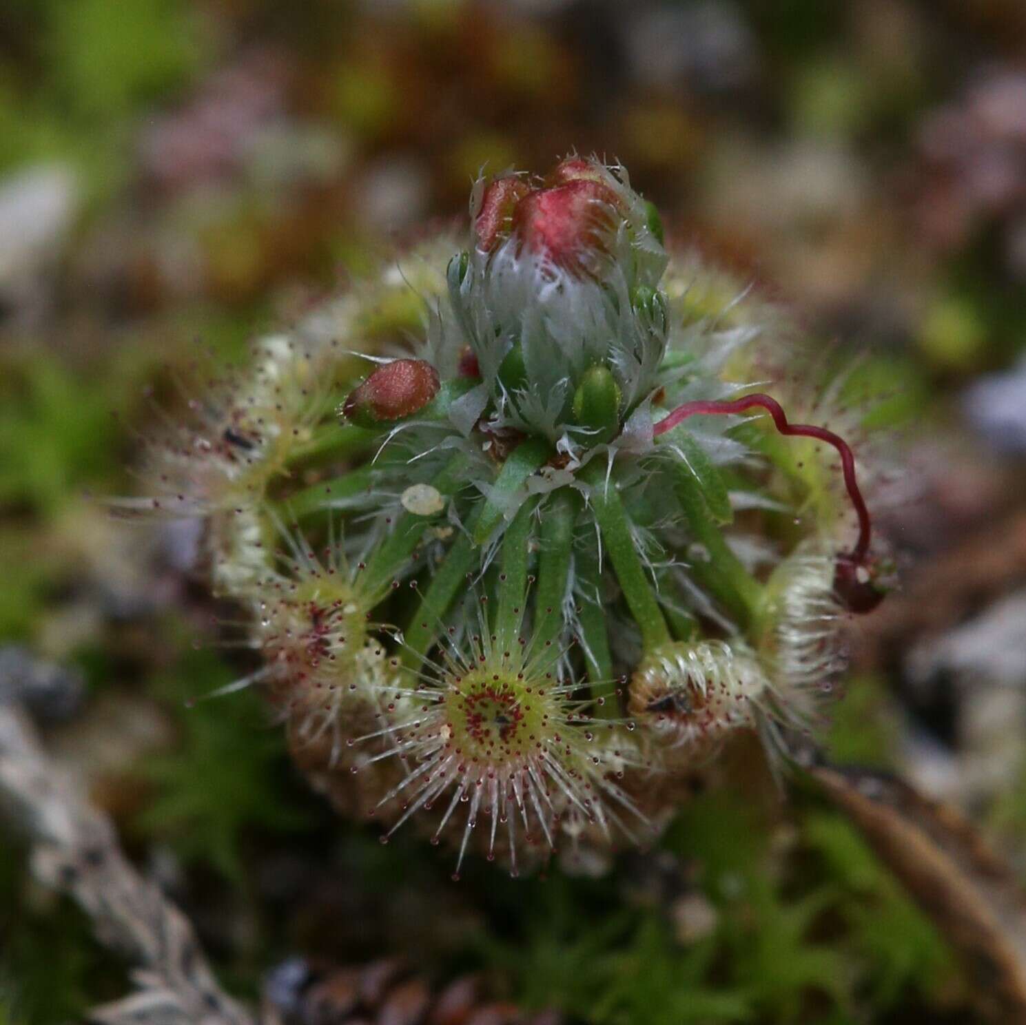 Image de Drosera citrina Lowrie & Carlquist