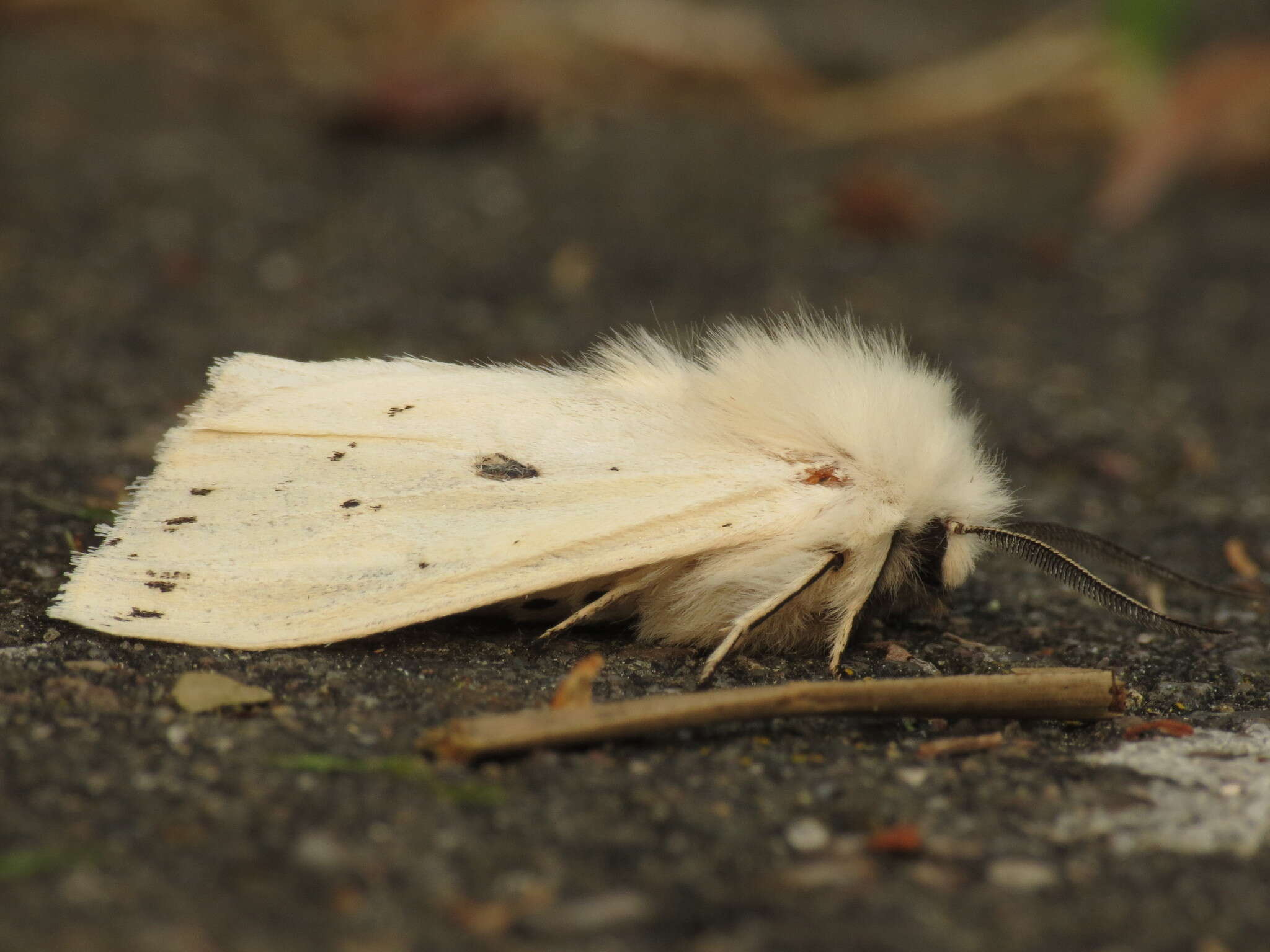 Image of white ermine