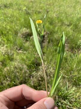 Image of Dwarf Dandelion