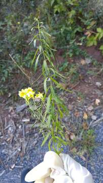 Image of Common Toadflax