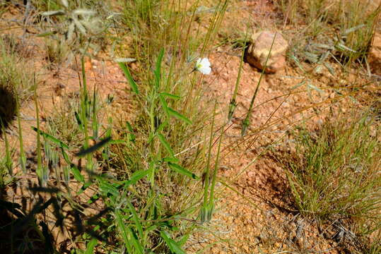 Image of Monsonia burkeana Planch. ex Harv. & Sond.