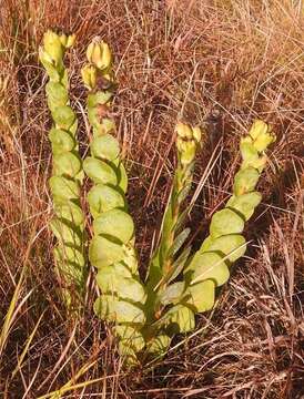 Image of Lopholaena disticha (N. E. Br.) S. Moore