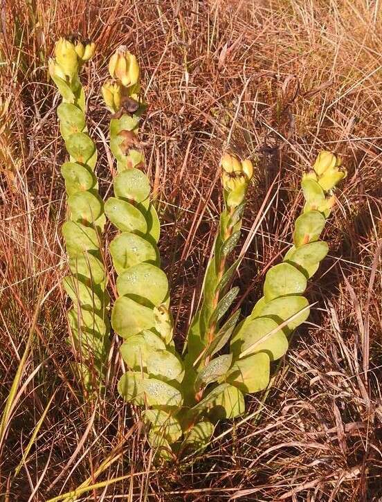 Image of Lopholaena disticha (N. E. Br.) S. Moore