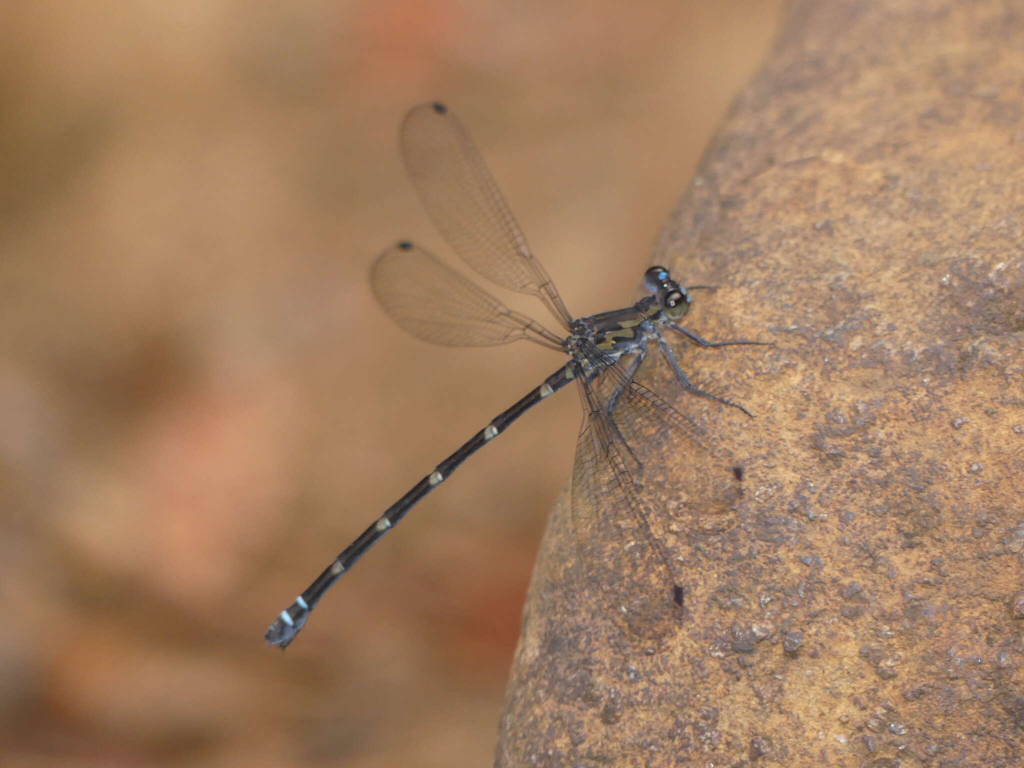 Image of Caledopteryx maculata Winstanley & Davies 1982