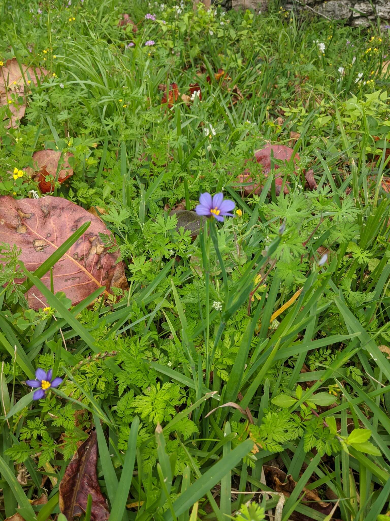 Sisyrinchium bermudiana L.的圖片