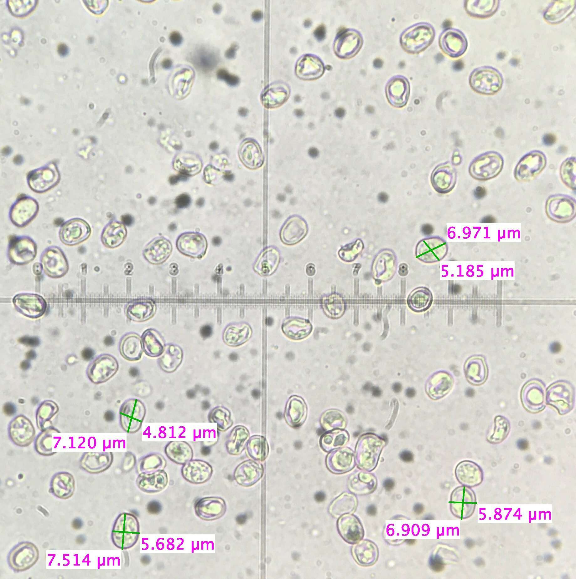 Image de Pluteus punctatus Wichanský 1972