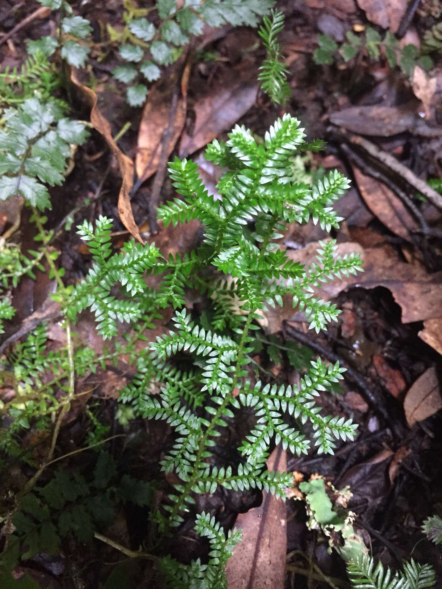 Image de Selaginella kraussiana (G. Kunze) A. Br.