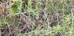 Image of California desert-thorn