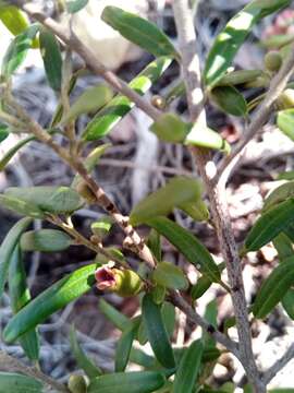 Image de Diospyros danguyana H. Perrier