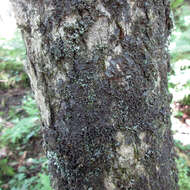 Image of Clam lichens