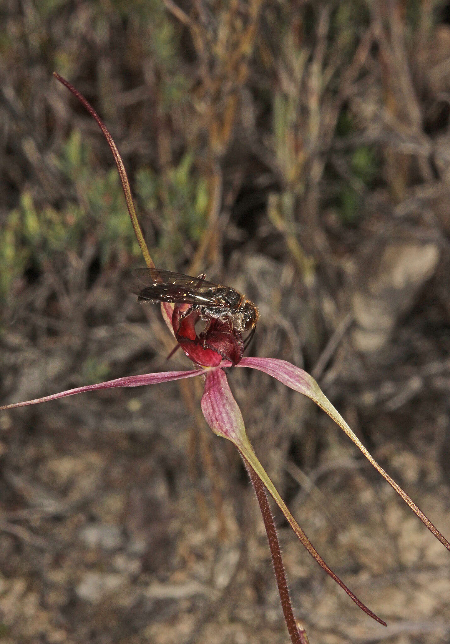 Caladenia formosa G. W. Carr的圖片