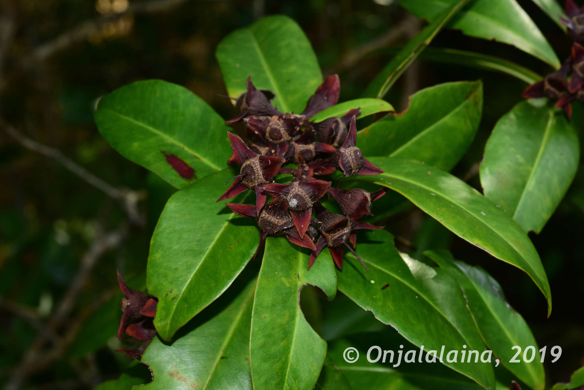 Image of Foetidia obliqua Blume