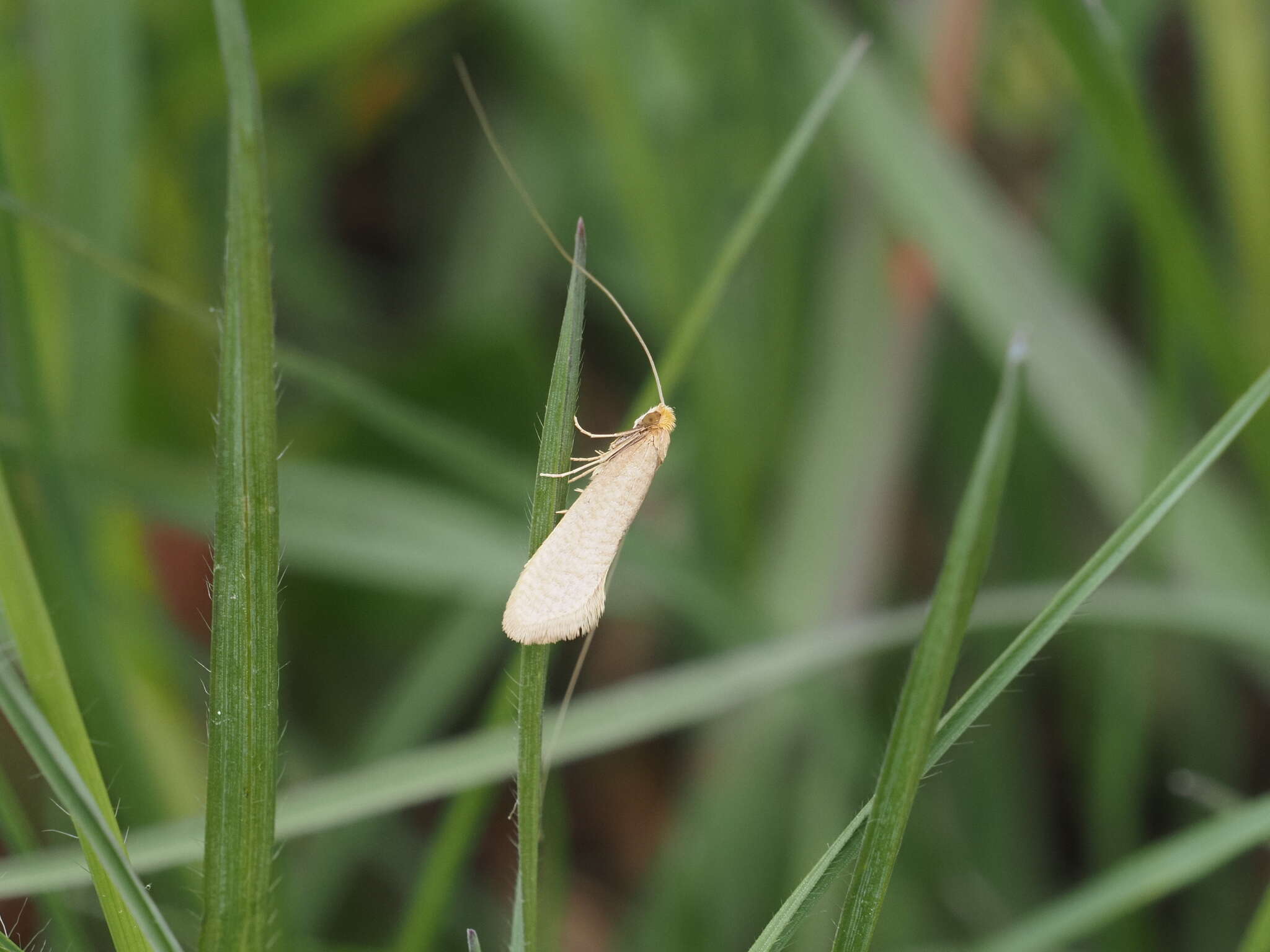 Image de Nematopogon swammerdamella Linnaeus 1758