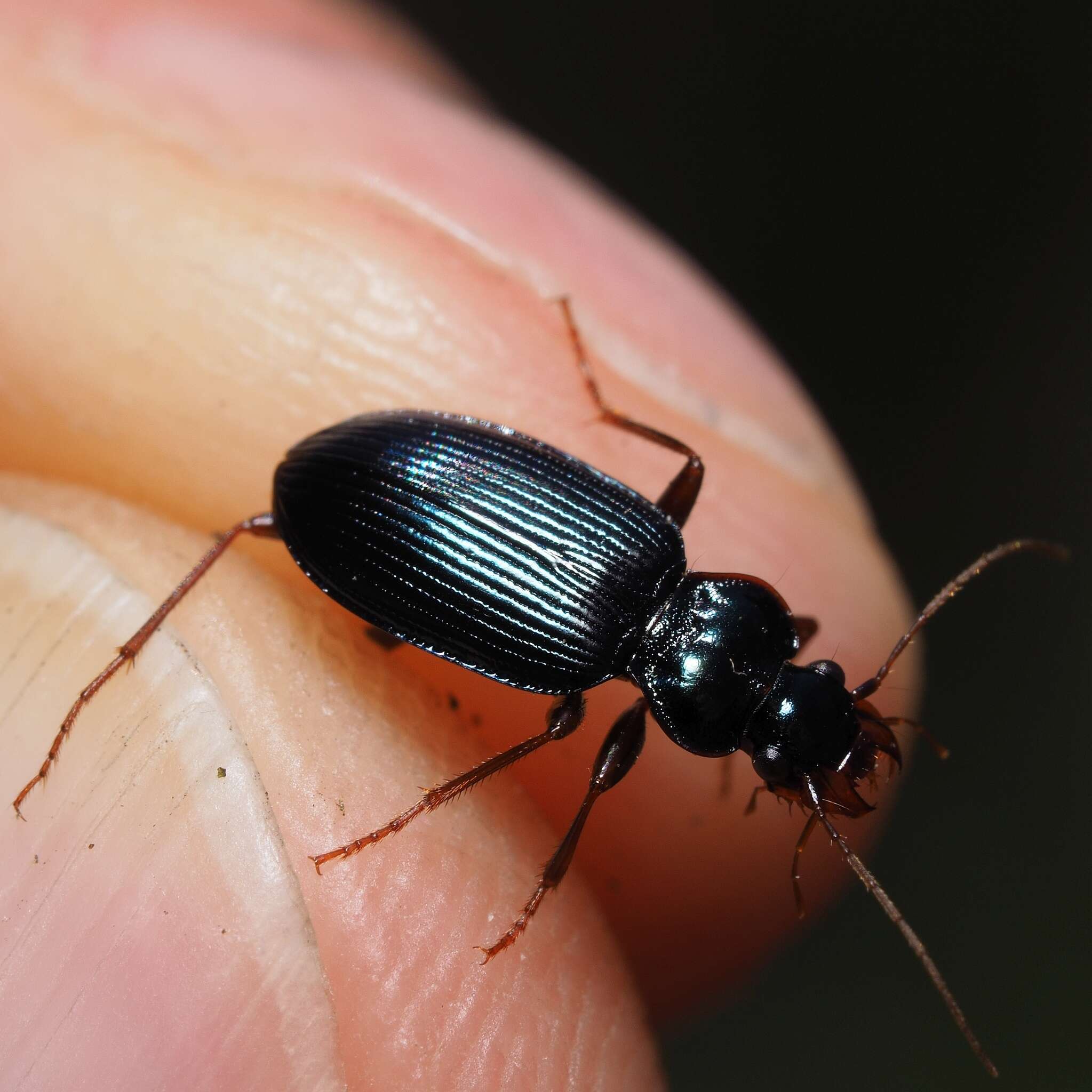 Image de Leistus (Pogonophorus) spinibarbis (Fabricius 1775)