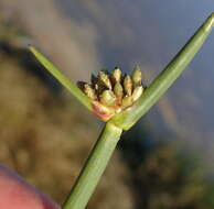 Image of Schoenoplectus scirpoides (Schrad.) Browning