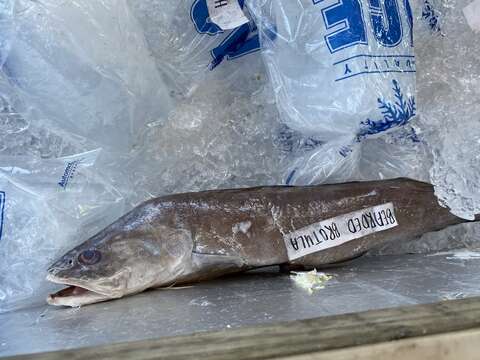 Image of Atlantic Bearded Brotula