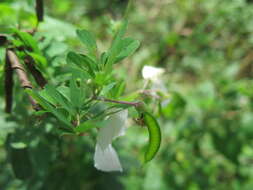 Image of Tephrosia inandensis H. M. L. Forbes