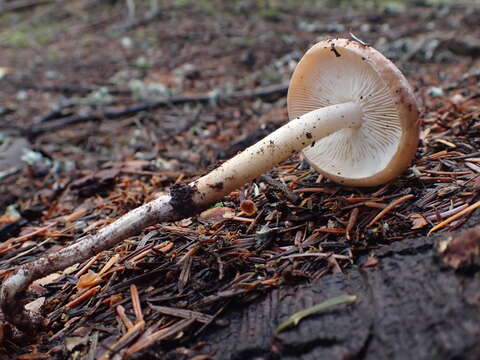 Image of Rhodocollybia oregonensis (A. H. Sm.) Lennox 1979