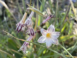 Image de Olsynium biflorum (Thunb.) Goldblatt