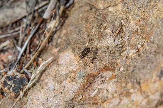 Image of New Zealand common tiger beetle