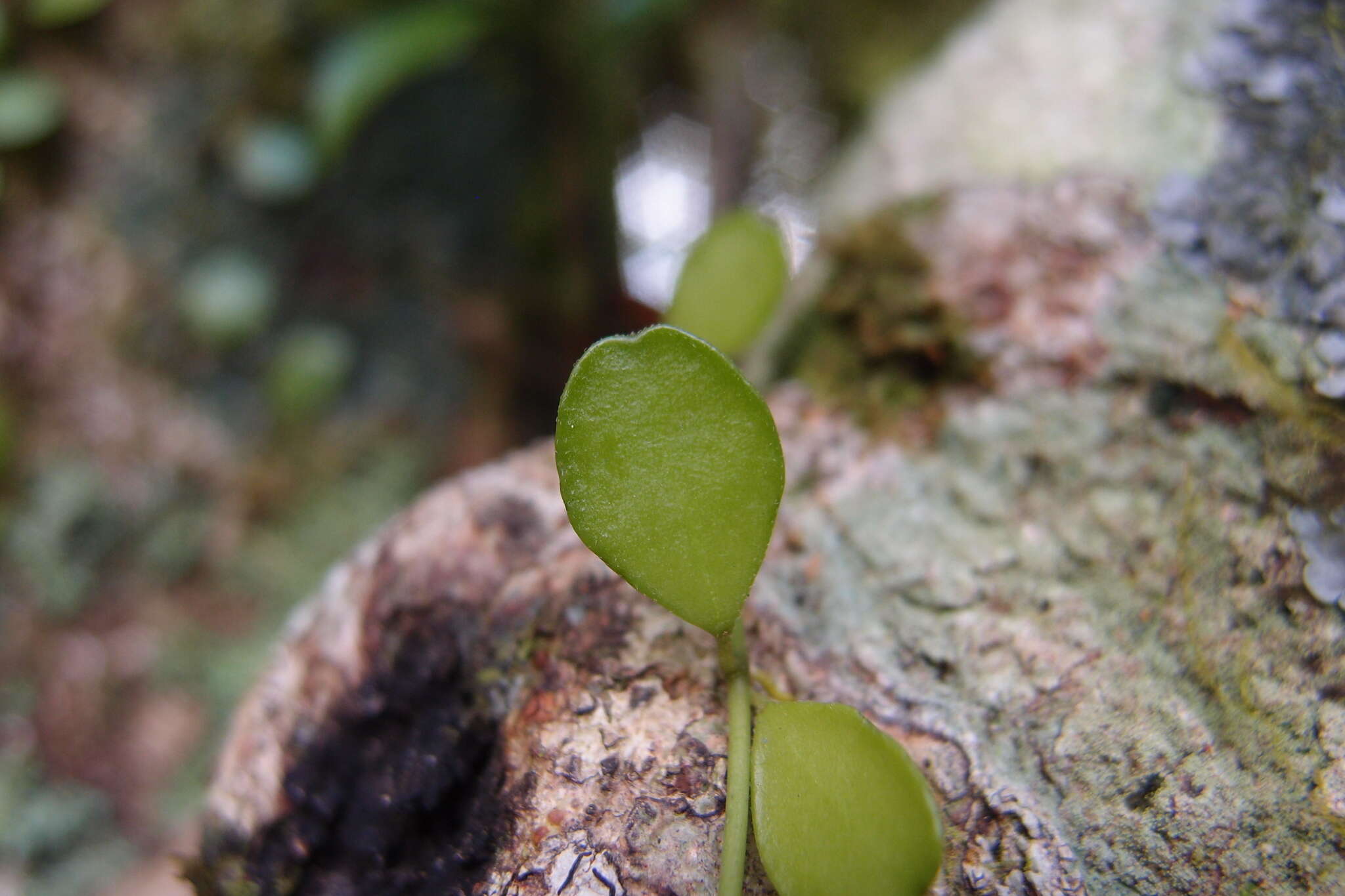 Image of Dischidia formosana Maxim.