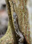 Image of Cuban Black-tailed Dwarf Boa