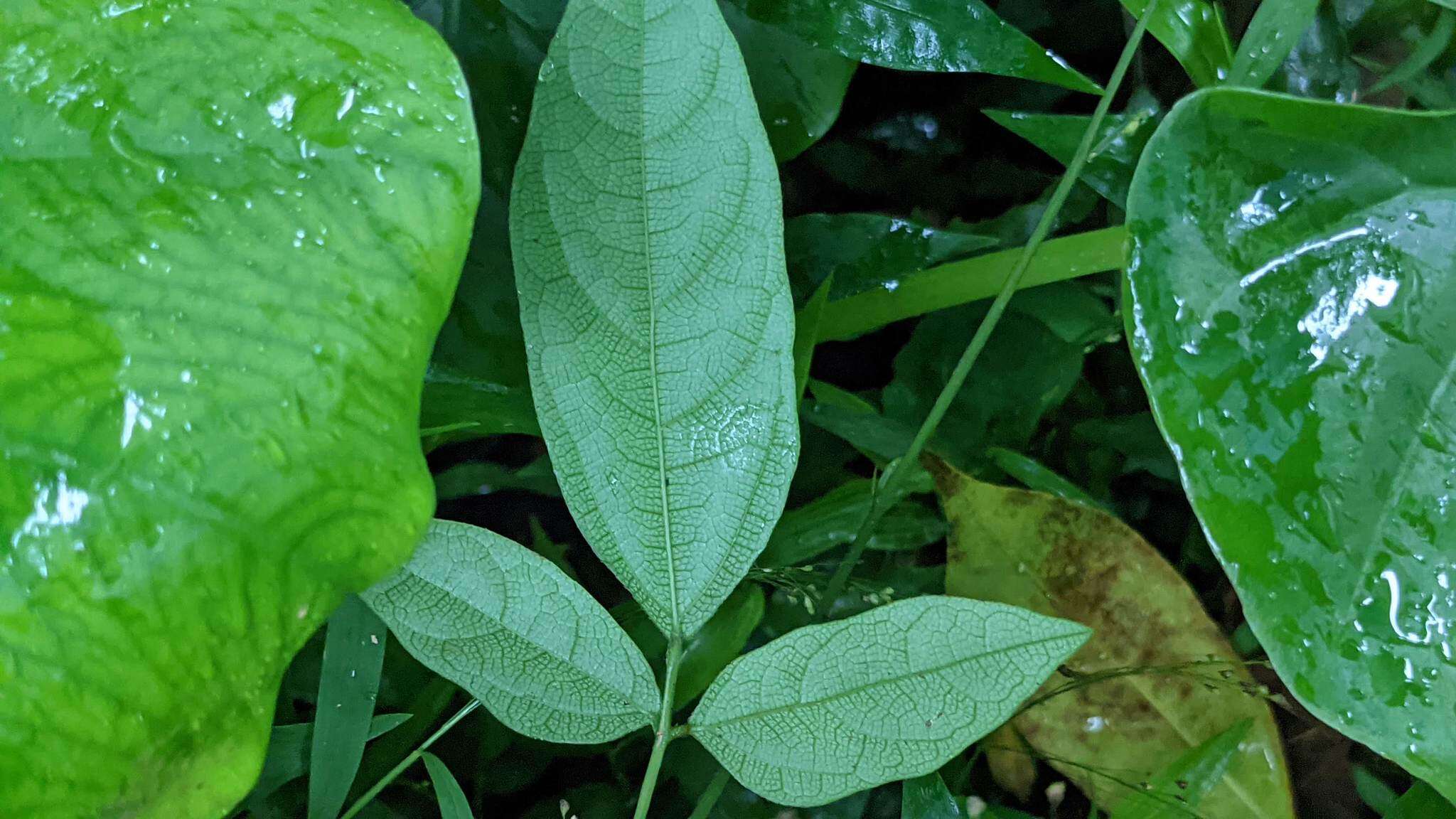 صورة Hylodesmum laterale (Schindl.) H. Ohashi & R. R. Mill