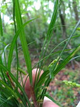 Image of slender woodland sedge