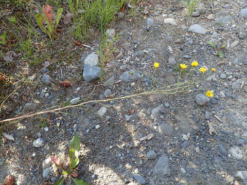 Image of narrowleaf hawksbeard