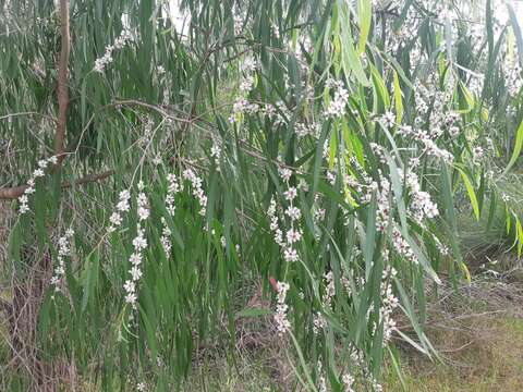 صورة Agonis flexuosa (Muhl. ex Willd.) Sweet