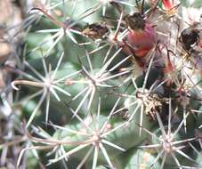 Image of Coryphantha clavata subsp. stipitata (Scheidw.) Dicht & A. Lüthy