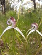 Image of Coastal white spider orchid