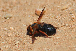 Image of Megachile sicula (Rossi 1792)