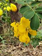 Senna pendula var. glabrata (Vogel) H. S. Irwin & Barneby resmi