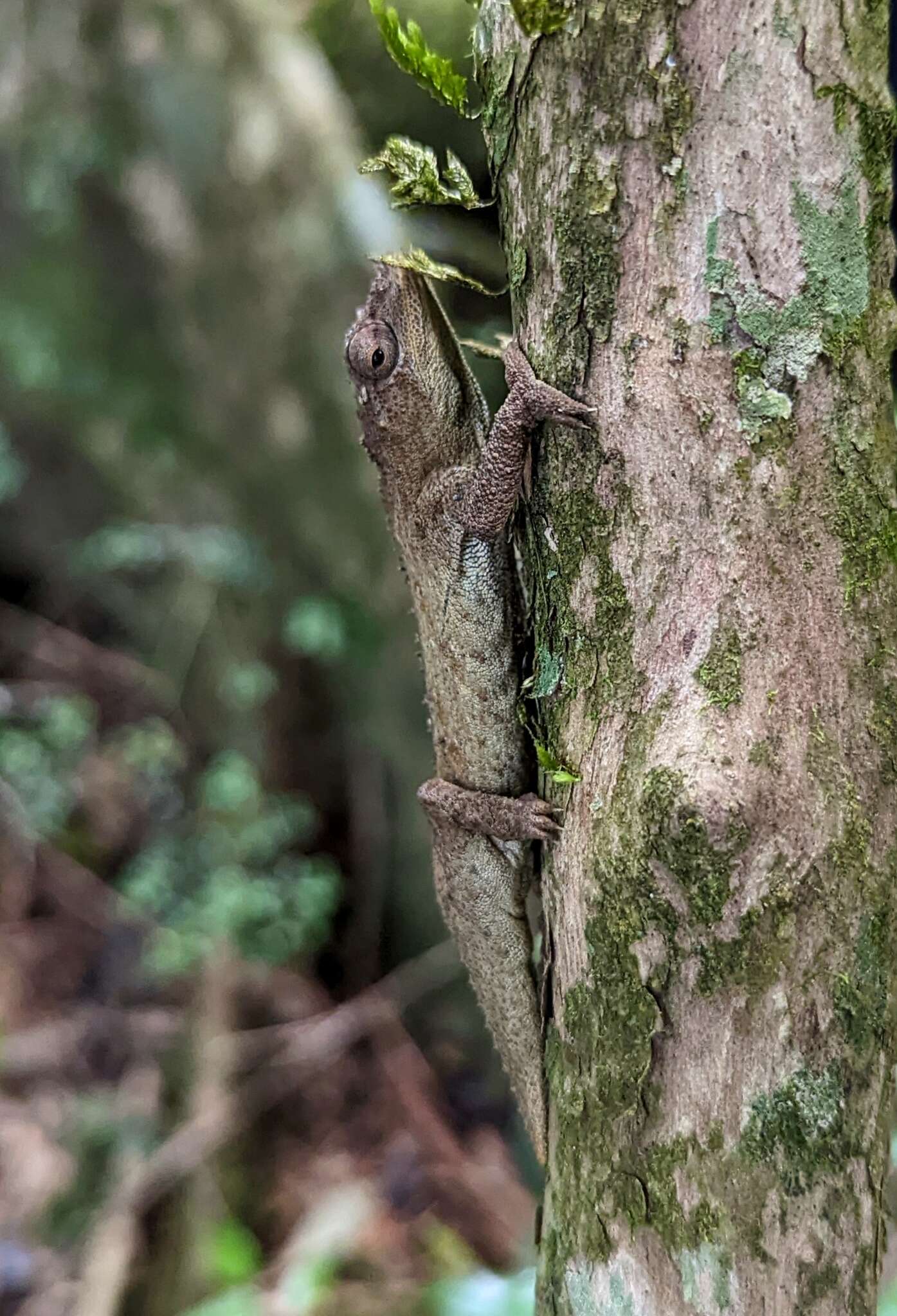 Image of Malawi Stumptail Chameleon