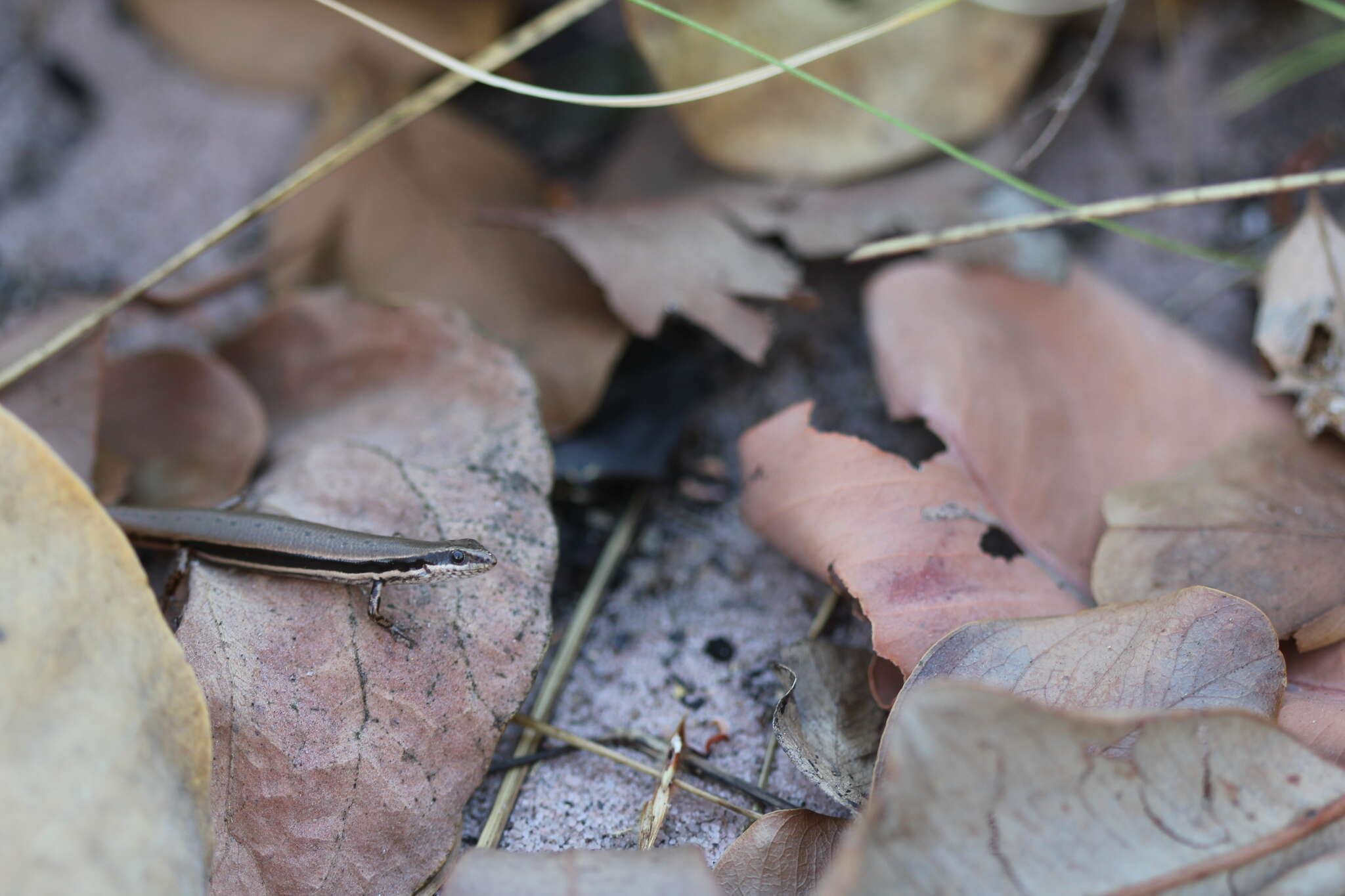 Image of Ornate Soil-crevice Skink