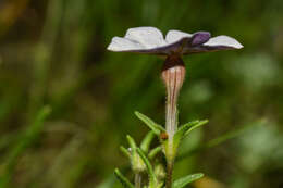 Image of <i>Calibrachoa pygmaea</i>