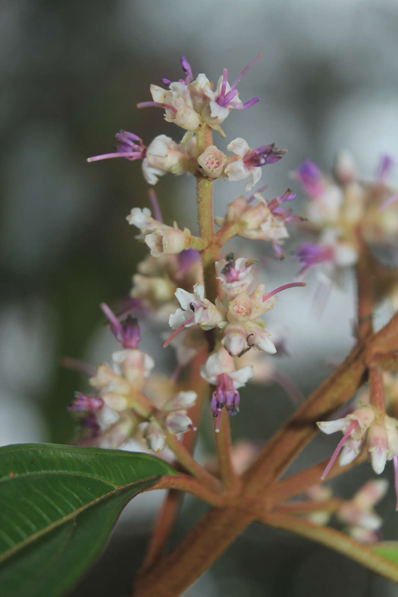 Image of Miconia ulmarioides Naud.